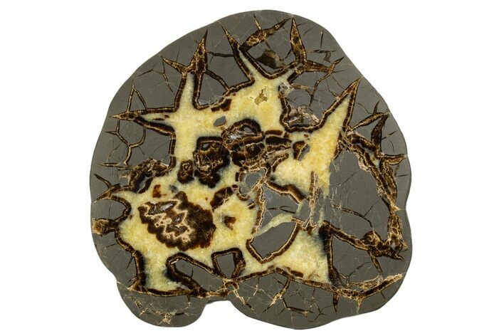Polished Septarian Slab with Fossil Remnants - Utah #318054